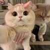 sweetaeheart